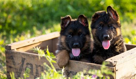 nadelhaus german shepherds